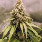 White Widow XXL Green Thumb Chronicles