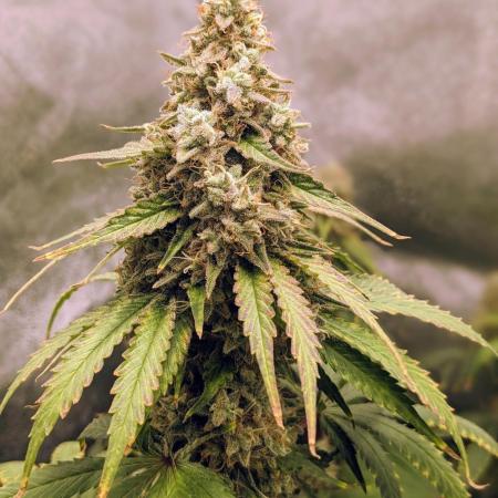 White Widow XXL Green Thumb Chronicles