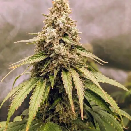 White Widow XXL Green Thumb Chronicles