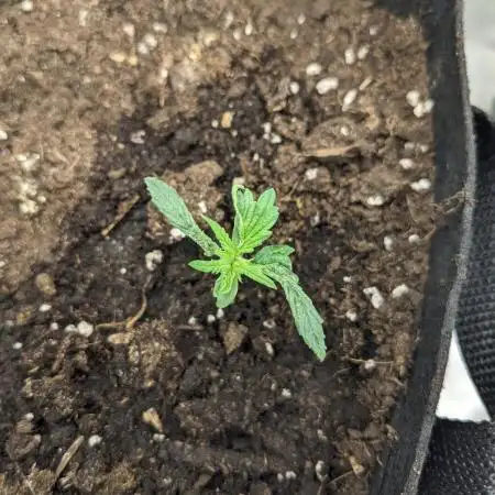 Jamaican Dream