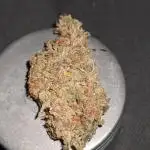 White Widow XXL Green Thumb Chronicles