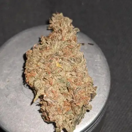 White Widow XXL Green Thumb Chronicles