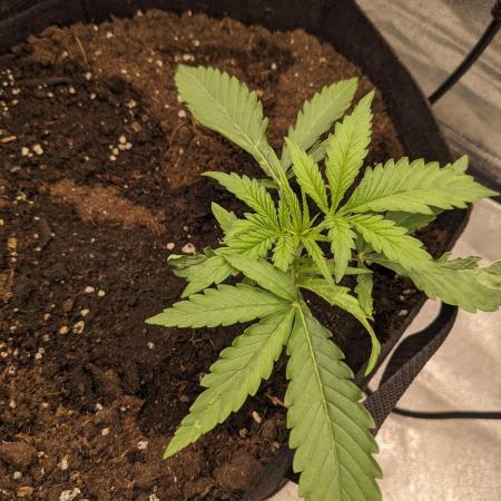 Jamaican Dream