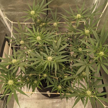 Jamaican Dream