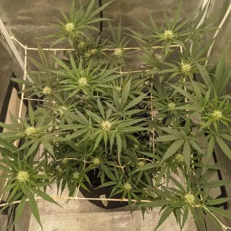 Jamaican Dream