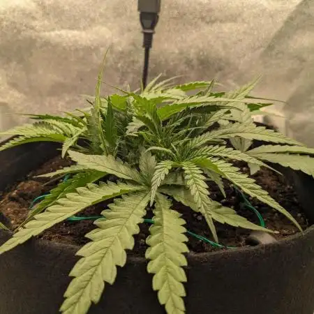 Jamaican Dream