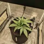 Jamaican Dream