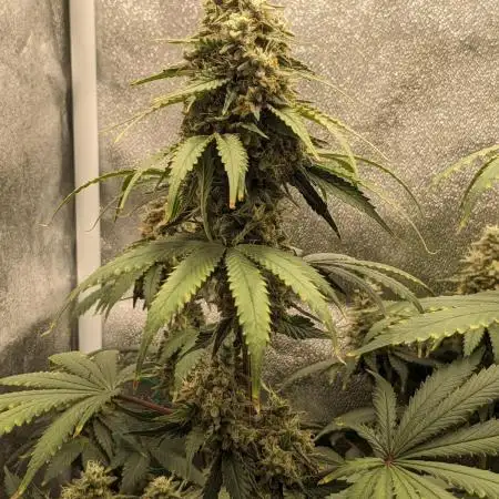 White Widow XXL Green Thumb Chronicles