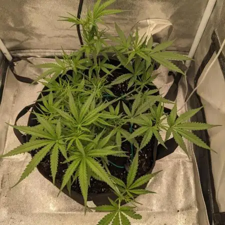 Jamaican Dream