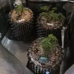 Top Shelf Clones Run