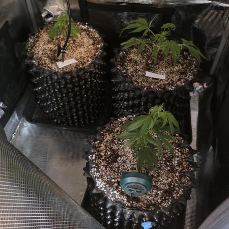 Top Shelf Clones Run