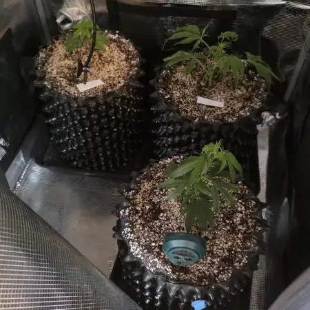 Top Shelf Clones Run