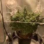 Northern Lights Auto