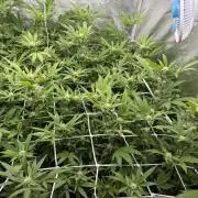 Runtz muffin 2nd run 1.2x1.2