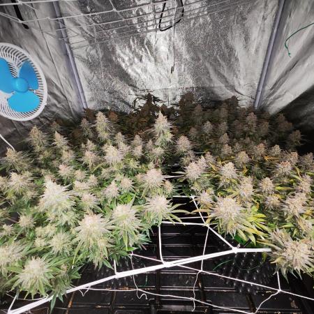 Don Carlos from Humboldt Seed Company (3 seeds)