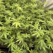 Runtz muffin 2nd run 1.2x1.2