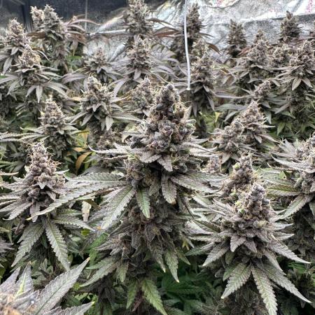 Don Carlos 3rd run 1X1