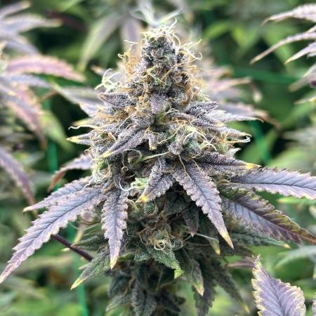 Don Carlos 2nd run 1.2x1.2m (2-A Pheno + 2-B Pheno)