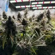 Runtz Muffin 2nd run 1x1