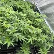 Runtz Muffin 1st Run 1.2x1.2