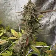 Runtz muffin 2nd run 1.2x1.2