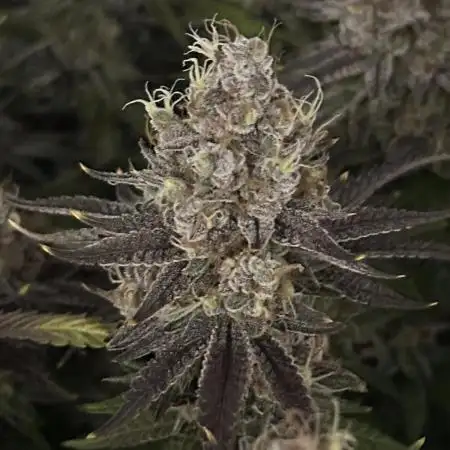 Don Carlos 2nd run 1x1m (4-B Pheno)