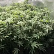 Runtz Muffin 2nd run 1x1