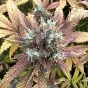 Runtz Muffin 1st Run 1.2x1.2