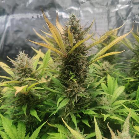 Papaya Cookies Auto Fast Buds