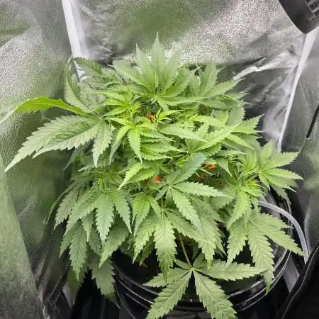 Blueberry Muffin HSC DWC Grow