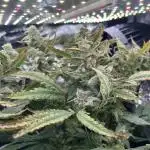 Blueberry Muffin HSC DWC Grow