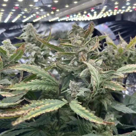 Blueberry Muffin HSC DWC Grow