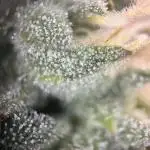 Blueberry Muffin HSC DWC Grow