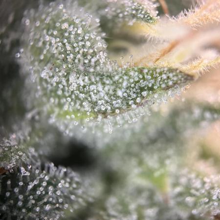 Blueberry Muffin HSC DWC Grow