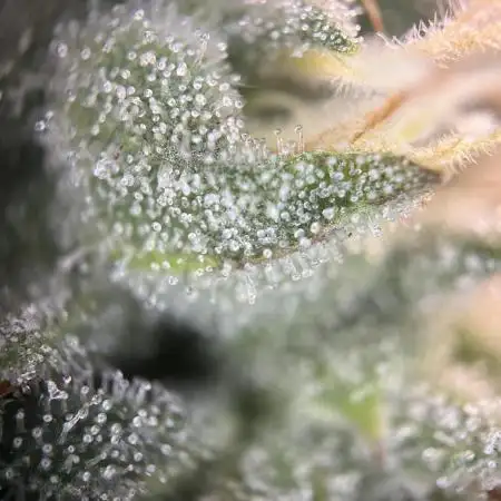Blueberry Muffin HSC DWC Grow