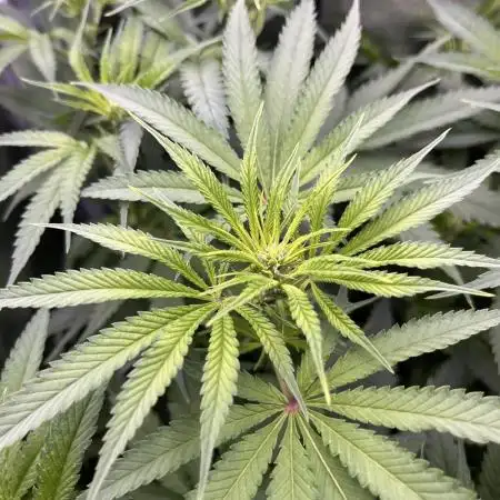 Blueberry Muffin HSC DWC Grow
