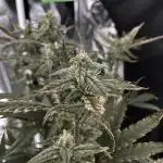 Blueberry Muffin HSC DWC Grow