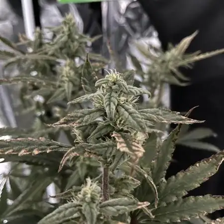 Blueberry Muffin HSC DWC Grow