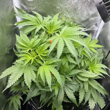 Blueberry Muffin HSC DWC Grow