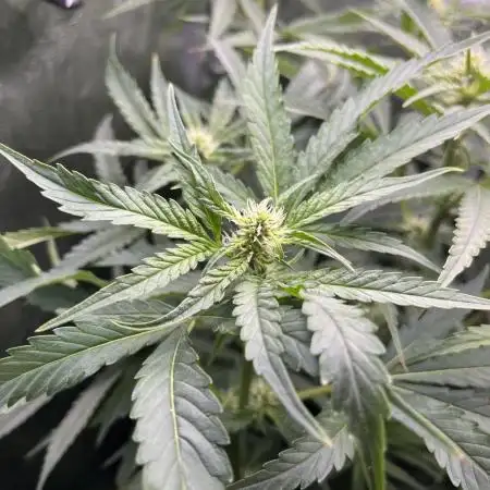 Blueberry Muffin HSC DWC Grow