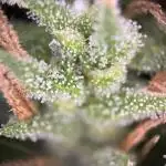 Blueberry Muffin HSC DWC Grow