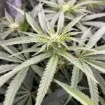 Blueberry Muffin HSC DWC Grow
