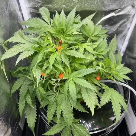 Blueberry Muffin HSC DWC Grow
