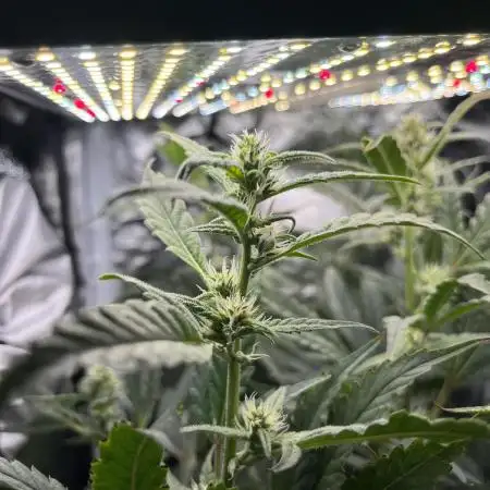 Blueberry Muffin HSC DWC Grow