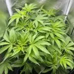 Blueberry Muffin HSC DWC Grow