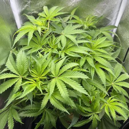 Blueberry Muffin HSC DWC Grow