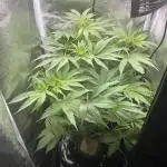Blueberry Muffin HSC DWC Grow