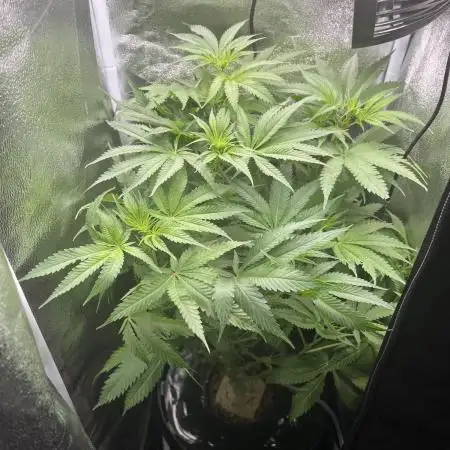Blueberry Muffin HSC DWC Grow