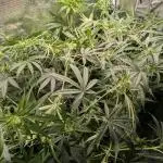 Girl Scout Cookies Auto