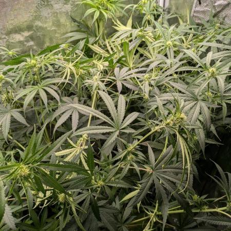 Girl Scout Cookies Auto